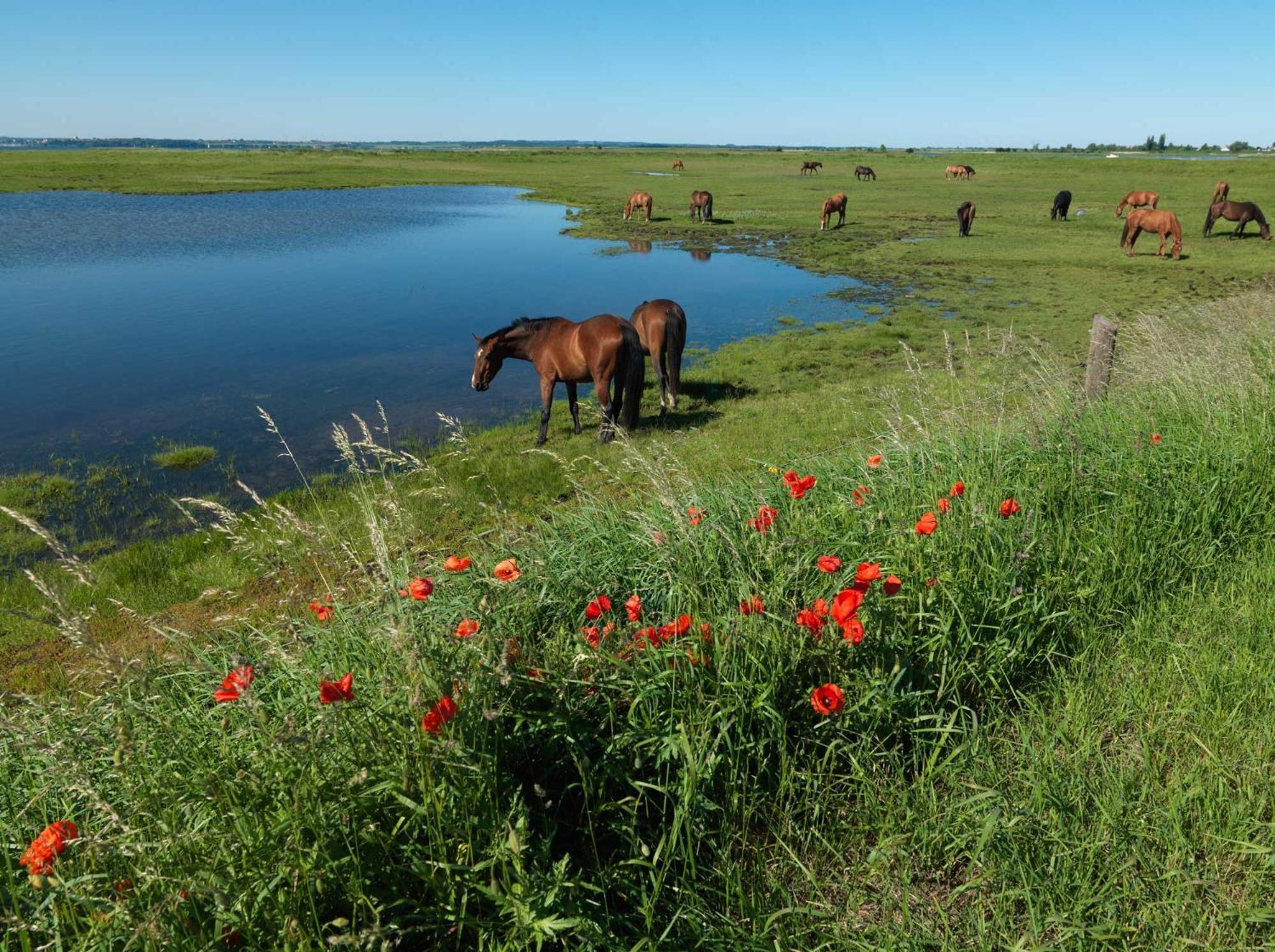 Seerose Insel Poel Kültér fotó